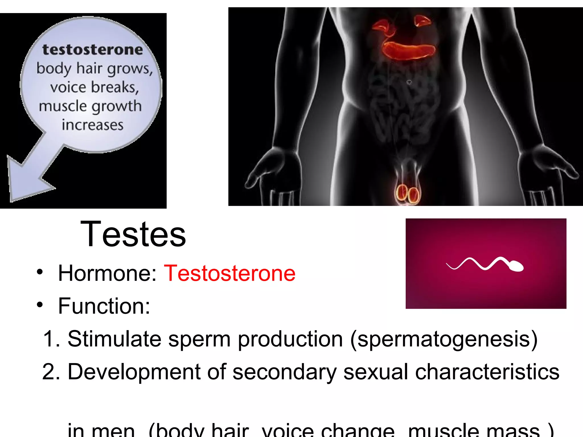 Testes
• Hormone: Testosterone
• Function:
1. Stimulate sperm production (spermatogenesis)
2. Development of secondary sexual characteristics
 