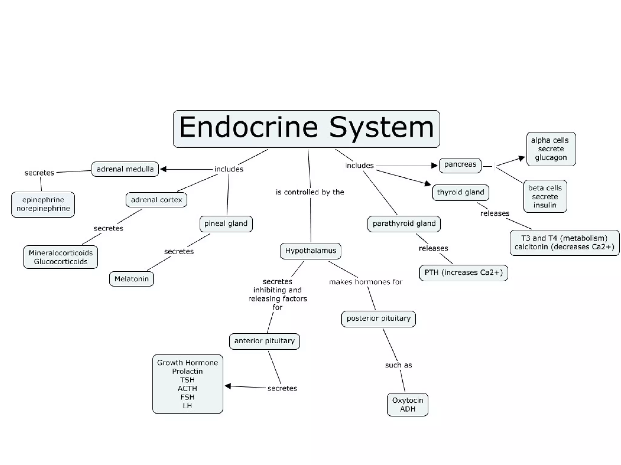 Coordination & Response Part 2 - The Endocrine System