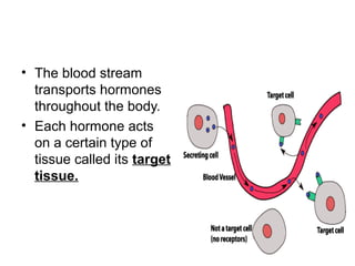 • The blood stream
transports hormones
throughout the body.
• Each hormone acts
on a certain type of
tissue called its target
tissue.
 
