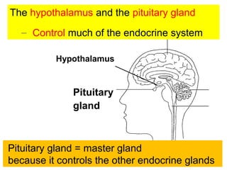 The hypothalamus and the pituitary gland
– Control much of the endocrine system
Pituitary
gland
Hypothalamus
Pituitary gland = master gland
because it controls the other endocrine glands
 