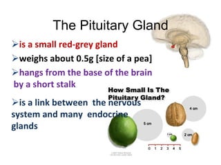 The Pituitary Gland
is a small red-grey gland
weighs about 0.5g [size of a pea]
hangs from the base of the brain
by a short stalk
is a link between the nervous
system and many endocrine
glands
 