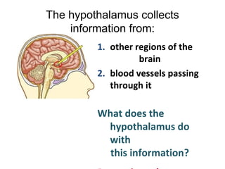 The hypothalamus collects
information from:
1. other regions of the
brain
2. blood vessels passing
through it
What does the
hypothalamus do
with
this information?
 