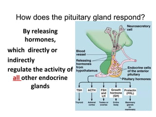 How does the pituitary gland respond?
By releasing
hormones,
which directly or
indirectly
regulate the activity of
all other endocrine
glands
 