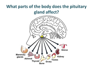 What parts of the body does the pituitary
gland affect?
 