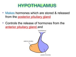 • Makes hormones which are stored & released
from the posterior pituitary gland
• Controls the release of hormones from the
anterior pituitary gland and
HYPOTHALAMUS
 