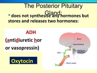 The Posterior Pituitary
Gland: does not synthesise any hormones but
stores and releases two hormones:
ADH
(antidiuretic hormone
or vasopressin)
Oxytocin
 