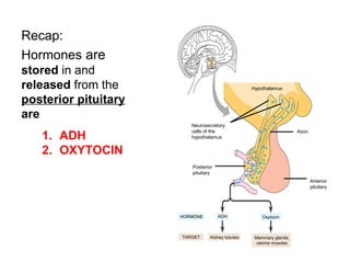 Recap:
Hormones are
stored in and
released from the
posterior pituitary
are
Hypothalamus
Neurosecretory
cells of the
hypothalamus
Axon
Anterior
pituitary
Posterior
pituitary
HORMONE ADH Oxytocin
TARGET Kidney tubules Mammary glands,
uterine muscles
1. ADH
2. OXYTOCIN
 