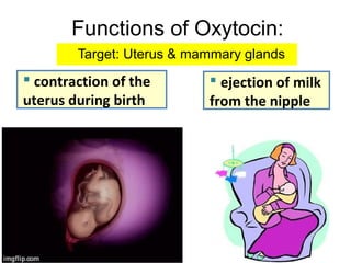 Functions of Oxytocin:
 contraction of the
uterus during birth
 ejection of milk
from the nipple
Target: Uterus & mammary glands
 
