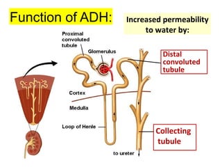 Function of ADH: Increased permeability
to water by:
Distal
convoluted
tubule
Collecting
tubule
 