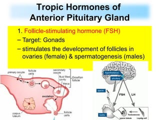 1. Follicle-stimulating hormone (FSH)
– Target: Gonads
– stimulates the development of follicles in
ovaries (female) & spermatogenesis (males)
Tropic Hormones of
Anterior Pituitary Gland
 