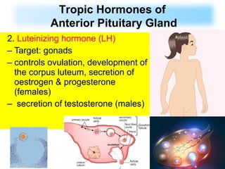 2. Luteinizing hormone (LH)
– Target: gonads
– controls ovulation, development of
the corpus luteum, secretion of
oestrogen & progesterone
(females)
– secretion of testosterone (males)
Tropic Hormones of
Anterior Pituitary Gland
 
