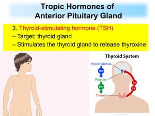 3. Thyroid-stimulating hormone (TSH)
– Target: thyroid gland
– Stimulates the thyroid gland to release thyroxine
Tropic Hormones of
Anterior Pituitary Gland
 