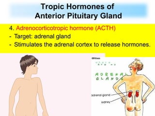 4. Adrenocorticotropic hormone (ACTH)
- Target: adrenal gland
- Stimulates the adrenal cortex to release hormones.
Tropic Hormones of
Anterior Pituitary Gland
 