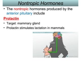 Nontropic Hormones
• The nontropic hormones produced by the
anterior pituitary include
Prolactin
• Target: mammary gland
• Prolactin stimulates lactation in mammals
 