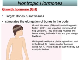 Nontropic Hormones
Growth hormone (GH)
• Target: Bones & soft tissues
• stimulates the elongation of bones in the body.
Growth Hormone (GH) and insulin like growth
factor 1 (IGF-1) are important hormones that
help you grow. They also keep muscles and
bones strong, fat levels down and your energy
levels up.
GH is produced by the pituitary gland and sent
in the blood. GH makes another hormone
called IGF-1. This is made all over the body but
mostly in the liver.
 