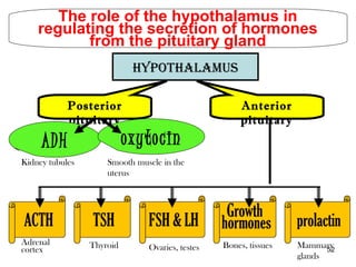 52
The role of the hypothalamus in
regulating the secretion of hormones
from the pituitary gland
HypotHalamus
Anterior
pituitary
Posterior
pituitary
ADH oxytocin
Kidney tubules Smooth muscle in the
uterus
Adrenal
cortex Thyroid Ovaries, testes Bones, tissues Mammary
glands
 