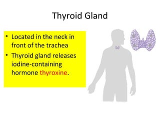 Thyroid Gland
• Located in the neck in
front of the trachea
• Thyroid gland releases
iodine-containing
hormone thyroxine.
 