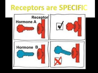 Receptors are SPECIFIC
 