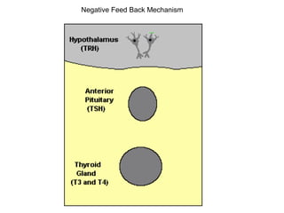 Negative Feed Back Mechanism
 