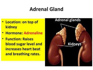 Adrenal Gland
KidneysKidneys
Adrenal glandsAdrenal glands• Location: on top of
kidney
• Hormone: Adrenaline
• Function: Raises
blood sugar level and
increases heart beat
and breathing rates.
 