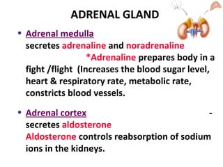 ADRENAL GLAND
• Adrenal medulla -
secretes adrenaline and noradrenaline
*Adrenaline prepares body in a
fight /flight (Increases the blood sugar level,
heart & respiratory rate, metabolic rate,
constricts blood vessels.
• Adrenal cortex -
secretes aldosterone
Aldosterone controls reabsorption of sodium
ions in the kidneys.
 