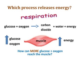 Which process releases energy?
glucose + oxygen carbon
dioxide
+ water + energy
glucose
oxygen
muscle energy
How can MORE glucose + oxygen
reach the muscle?
 