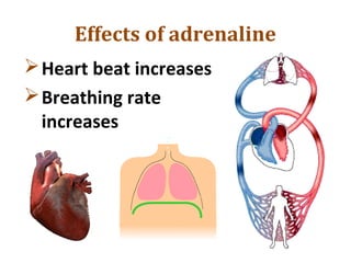 Effects of adrenaline
Heart beat increases
Breathing rate
increases
 