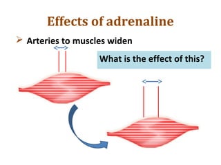 Effects of adrenaline
 Arteries to muscles widen
What is the effect of this?
 