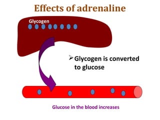 Glycogen
Glucose in the blood increases
Glycogen is converted
to glucose
Effects of adrenaline
 