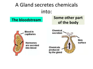 A Gland secretes chemicals
into:
Some other part
of the body
The bloodstream
 