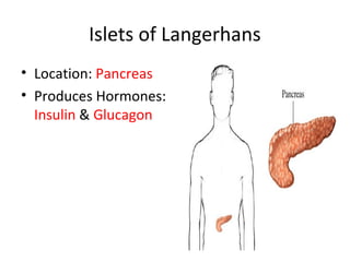 Islets of Langerhans
• Location: Pancreas
• Produces Hormones:
Insulin & Glucagon
 