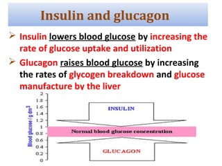  Insulin lowers blood glucose by increasing the
rate of glucose uptake and utilization
 Glucagon raises blood glucose by increasing
the rates of glycogen breakdown and glucose
manufacture by the liver
Insulin and glucagon
 
