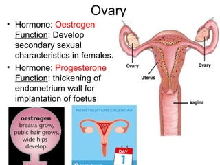 Ovary
• Hormone: Oestrogen
Function: Develop
secondary sexual
characteristics in females.
• Hormone: Progesterone
Function: thickening of
endometrium wall for
implantation of foetus
 