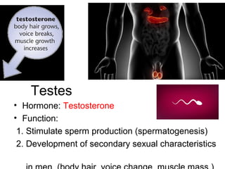 Testes
• Hormone: Testosterone
• Function:
1. Stimulate sperm production (spermatogenesis)
2. Development of secondary sexual characteristics
 