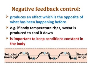 Negative feedback control:
 produces an effect which is the opposite of
what has been happening before
 e.g. if body temperature rises, sweat is
produced to cool it down
 is important to keep conditions constant in
the body
 