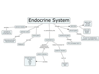 Coordination & Response Part 2 - The Endocrine System