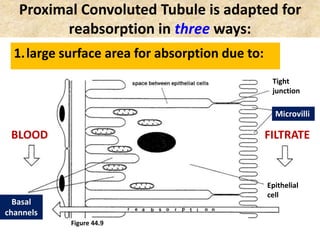 Proximal Convoluted Tubule is adapted for
reabsorption in three ways:
1.large surface area for absorption due to:
Figure 44.9
Microvilli
Basal
channels
BLOOD FILTRATE
Tight
junction
Epithelial
cell
 