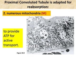 Proximal Convoluted Tubule is adapted for
reabsorption:
Figure 44.9
2. numerous mitochondria (M)
to provide
ATP for
active
transport.
 