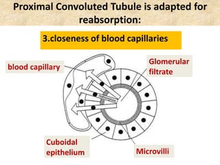 Proximal Convoluted Tubule is adapted for
reabsorption:
Figure 44.9
3.closeness of blood capillaries
blood capillary
Glomerular
filtrate
Microvilli
Cuboidal
epithelium
 
