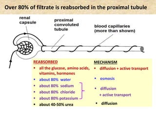 Over 80% of filtrate is reabsorbed in the proximal tubule
REABSORBED
 all the glucose, amino acids,
vitamins, hormones
 about 80% water
 about 80% sodium
 about 80% chloride
 about 80% potassium
 about 40-50% urea
MECHANISM
 diffusion + active transport
 osmosis
 diffusion
+ active transport
 diffusion
 