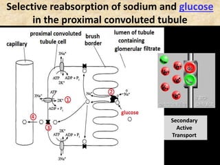 Selective reabsorption of sodium and glucose
in the proximal convoluted tubule
Figure 44.9
Secondary
Active
Transport
 