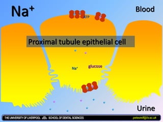 Na+
glucoseNa+
ATP
ADP
Blood
Urine
Proximal tubule epithelial cell
petesmif@liv.ac.uk
 