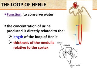 THE LOOP OF HENLE
Function: to conserve water
the concentration of urine
produced is directly related to the:
length of the loop of Henle
 thickness of the medulla
relative to the cortex
 