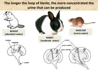 The longer the loop of Henle, the more concentrated the
urine that can be produced
BEAVER
(abundant water)
RABBIT
(moderate water)
SAND RAT
(scarce water)
 