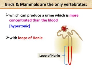 Birds & Mammals are the only vertebrates:
which can produce a urine which is more
concentrated than the blood
[hypertonic]
with loops of Henle
Loop of Henle
 