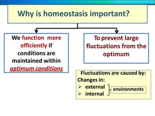 Why is homeostasis important?
We function more
efficiently if
conditions are
maintained within
optimum conditions
Fluctuations are caused by:
Changes in:
 external
 internal
Toprevent large
fluctuations from the
optimum
environments
 