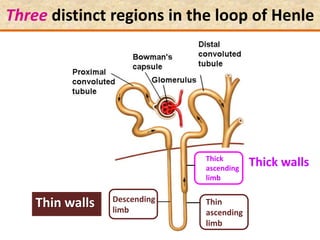 Three distinct regions in the loop of Henle
Thin
ascending
limb
Descending
limb
Thick
ascending
limb
Thin walls
Thick walls
 