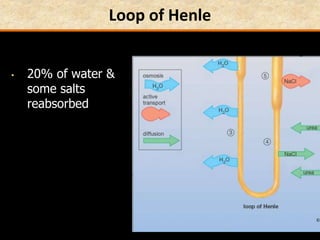 Loop of Henle
• 20% of water &
some salts
reabsorbed
 