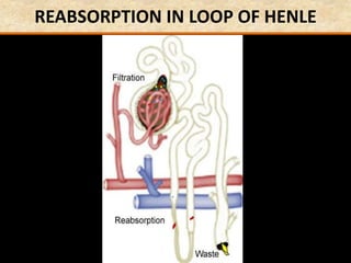 REABSORPTION IN LOOP OF HENLE
 