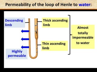 Permeability of the loop of Henle to water:
Highly
permeable
Descending
limb
Almost
totally
impermeable
to waterThin ascending
limb
Thick ascending
limb
 